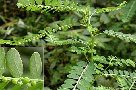 sampa sampalukan plant|Sampa.